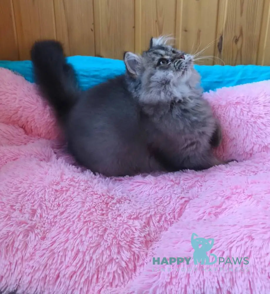 Мartin British Longhair male black ticked tabby live animals