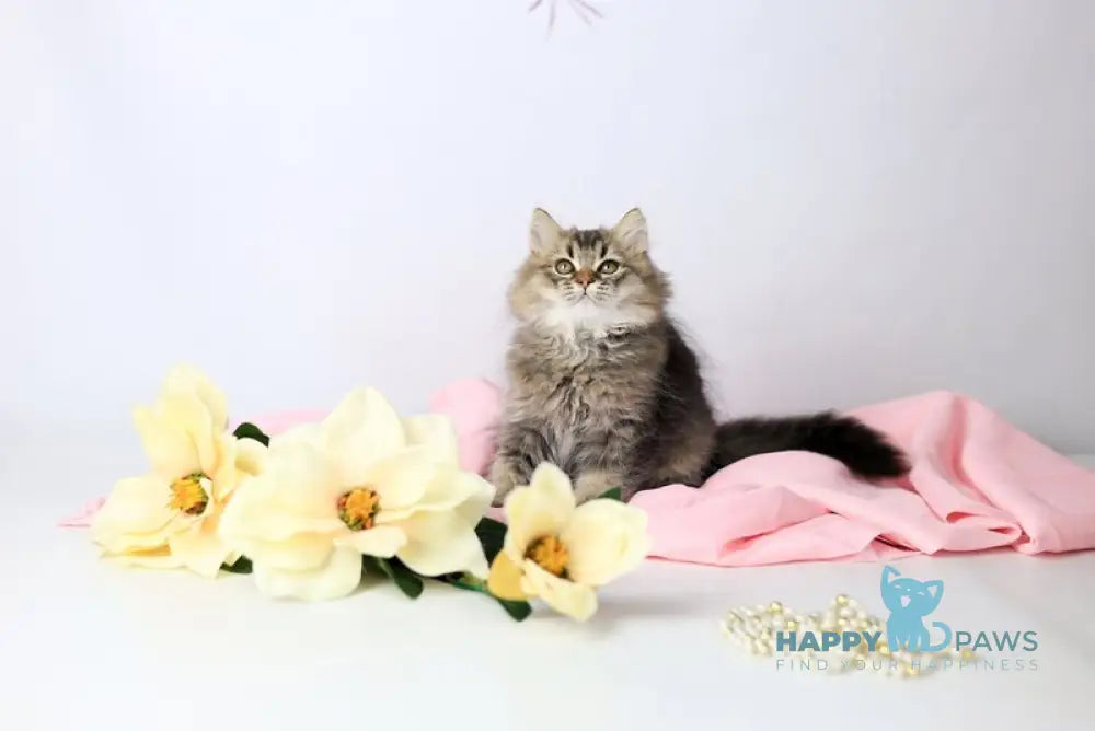 Мartin British Longhair male black ticked tabby live animals