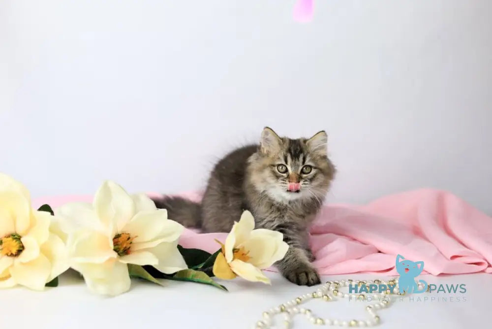 Мartin British Longhair male black ticked tabby live animals