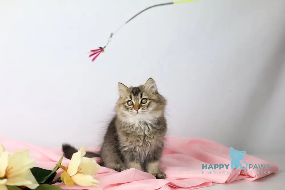 Мartin British Longhair male black ticked tabby live animals