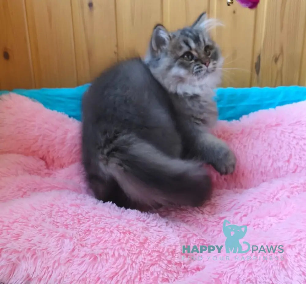 Мartin British Longhair male black ticked tabby live animals