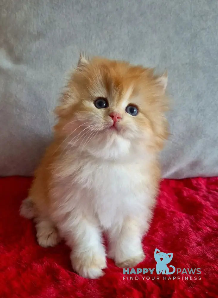 Martin British Longhair male chocolate golden chinchilla live animals