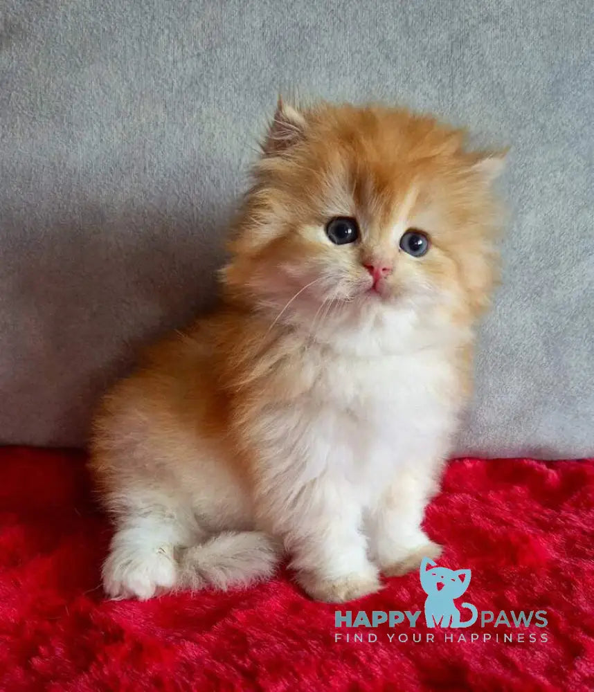 Martin British Longhair male chocolate golden chinchilla live animals