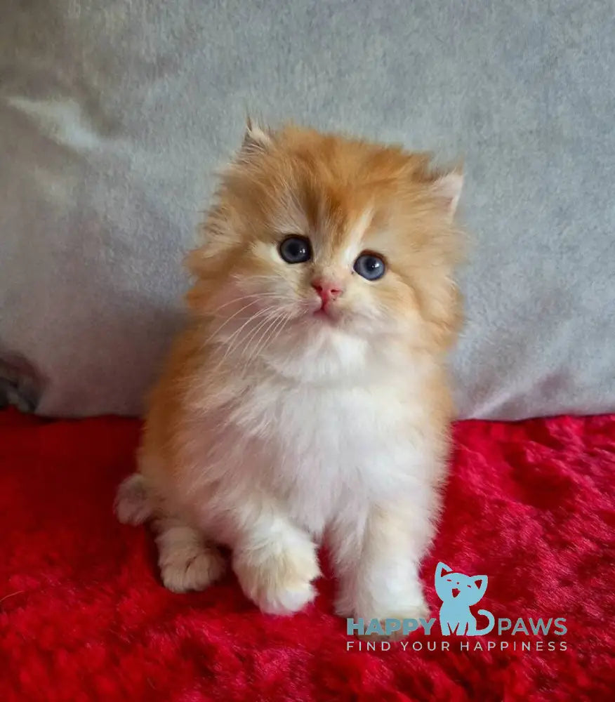 Martin British Longhair male chocolate golden chinchilla live animals