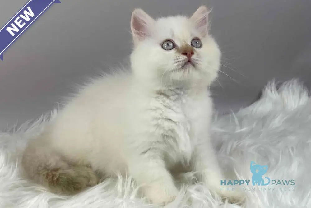Martin British Longhair male cinnamon pointed live animals
