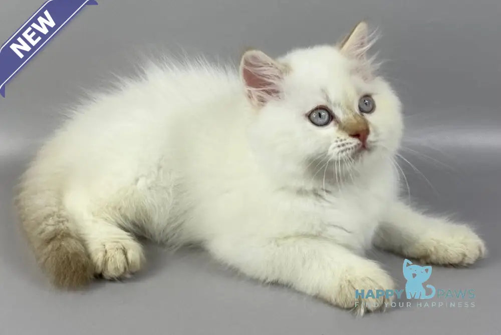 Martin British Longhair male cinnamon pointed live animals