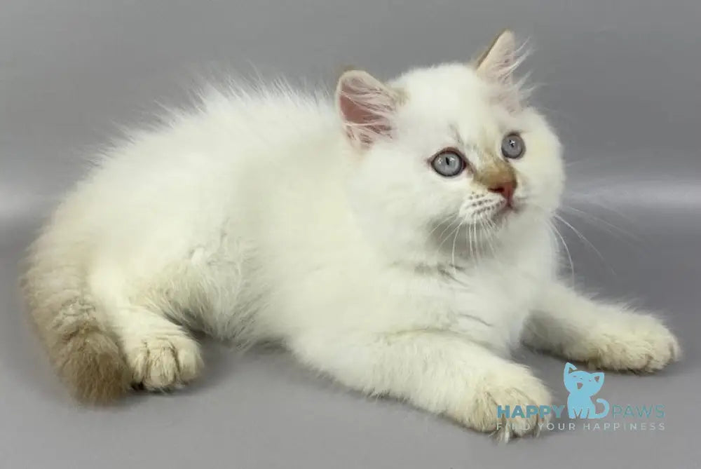 Martin British Longhair male cinnamon pointed live animals