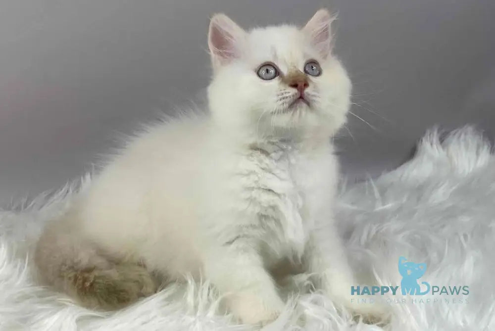 Martin British Longhair male cinnamon pointed live animals