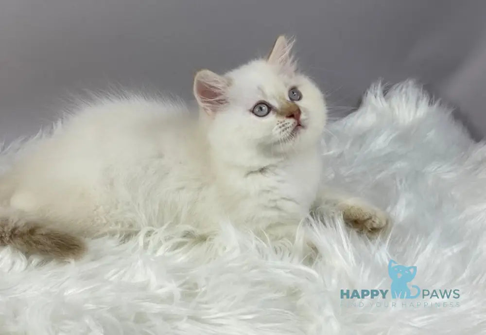 Martin British Longhair male cinnamon pointed live animals