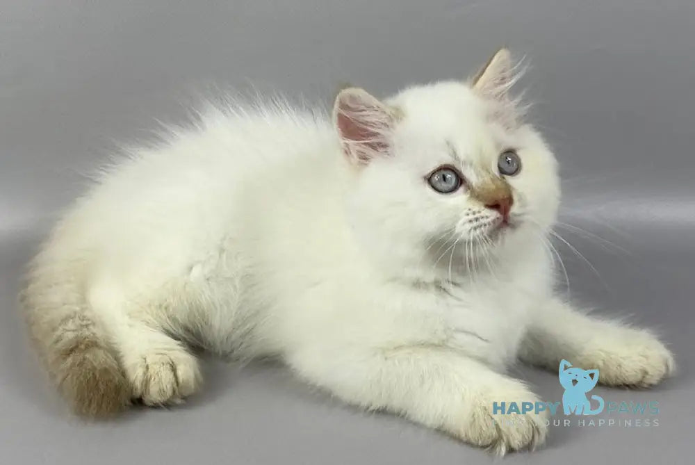 Martin British Longhair male cinnamon pointed live animals