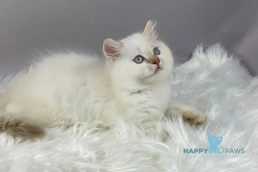 Martin British Longhair male cinnamon pointed live animals