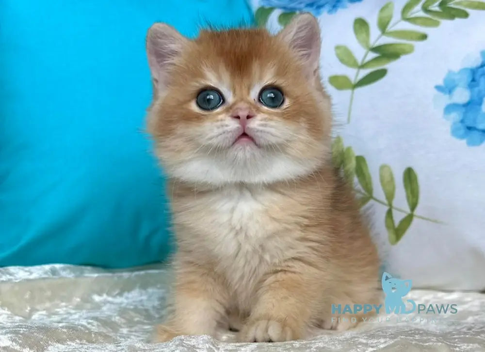 Martin British Shorthair male black golden chinchilla live animals