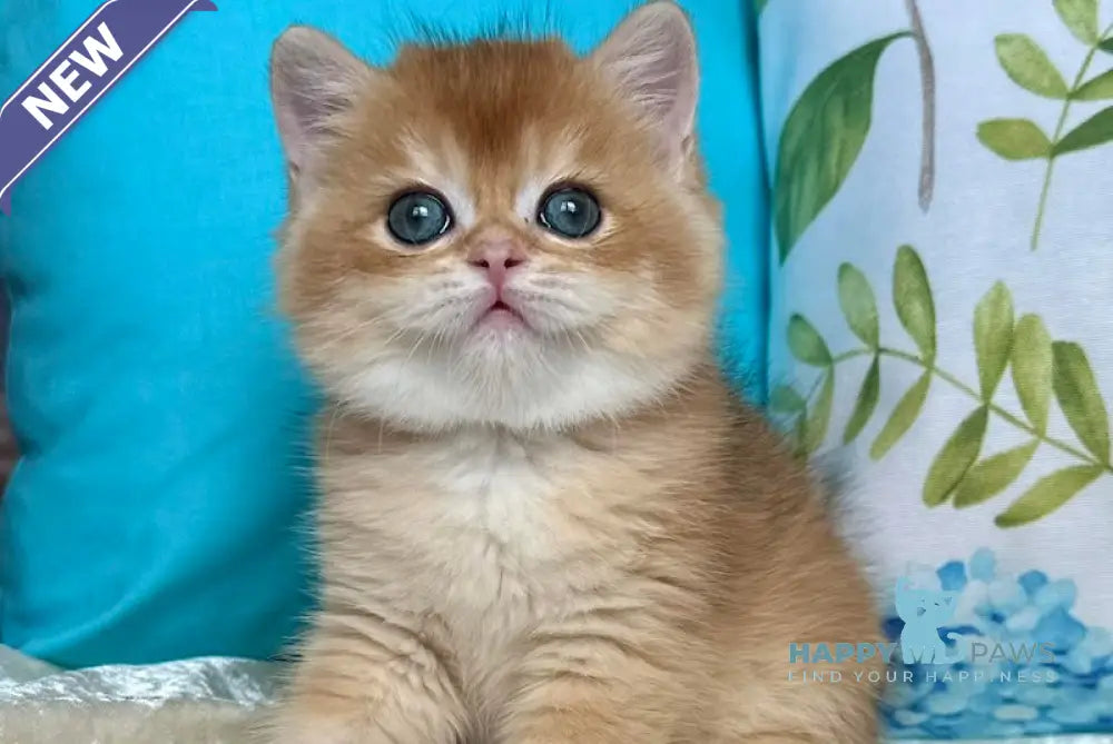 Martin British Shorthair male black golden chinchilla live animals