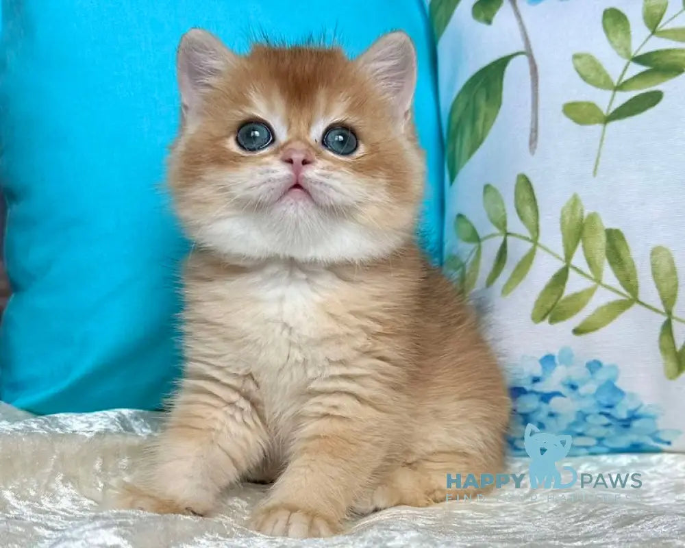 Martin British Shorthair male black golden chinchilla live animals
