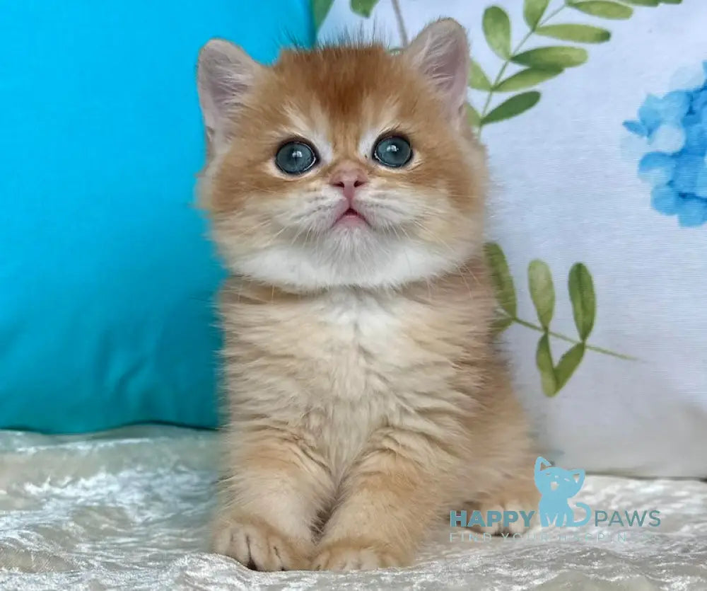 Martin British Shorthair male black golden chinchilla live animals