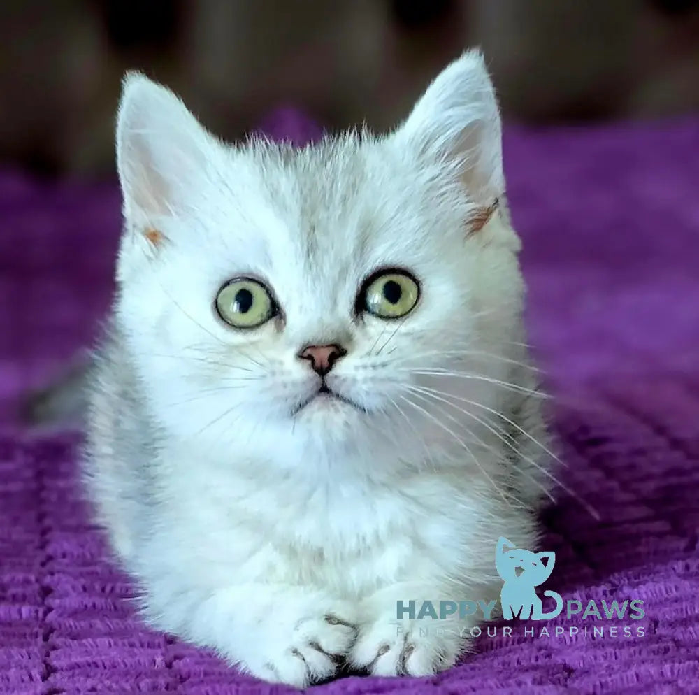 Martin British Shorthair male black silver tabby live animals