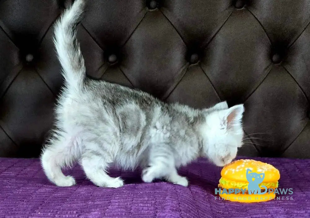 Martin British Shorthair male black silver tabby live animals