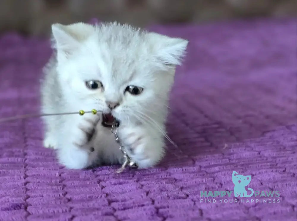 Martin British Shorthair male black silver tabby live animals