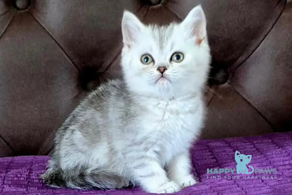 Martin British Shorthair male black silver tabby live animals