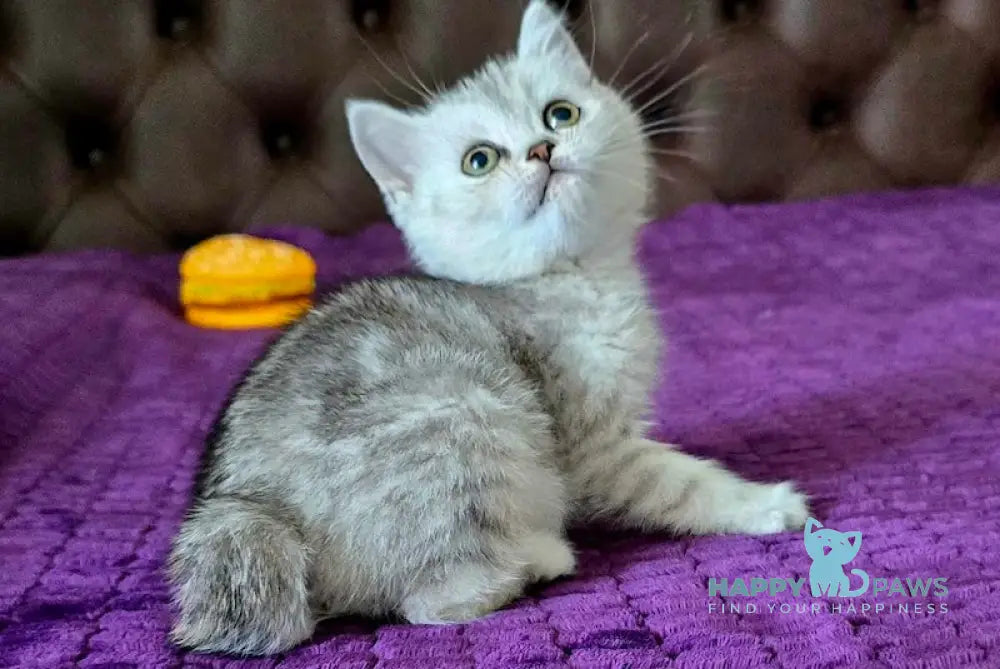 Martin British Shorthair male black silver tabby live animals