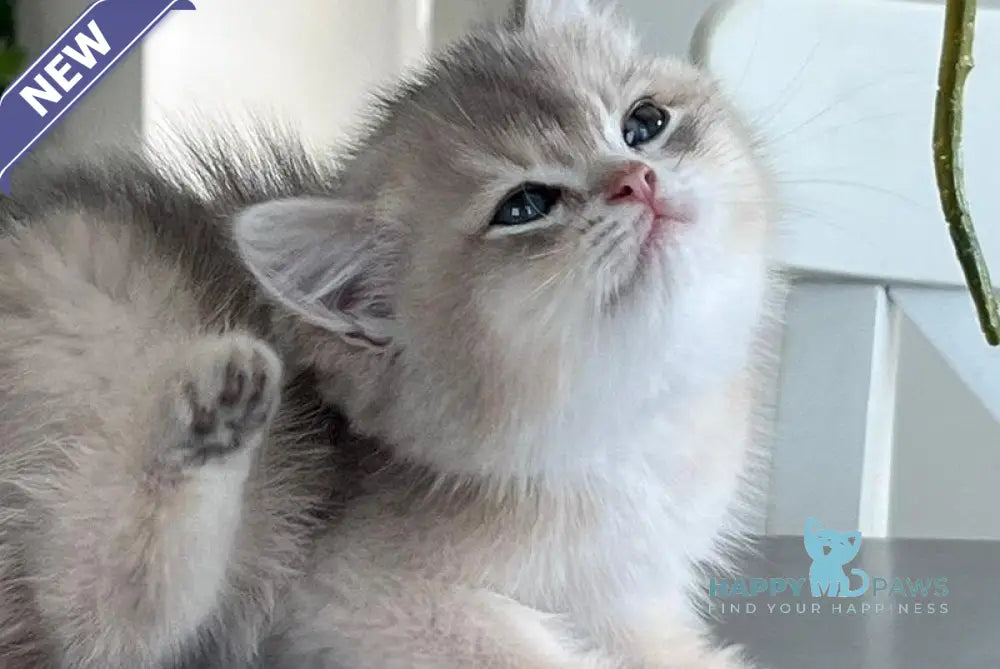 Martin British Shorthair male blue golden shaded live animals
