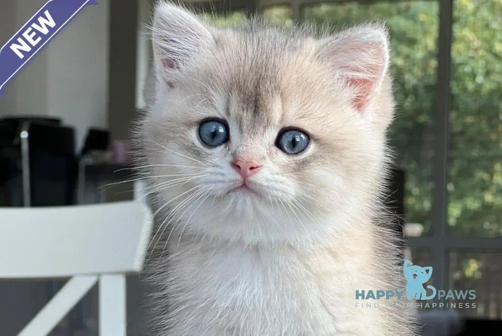 Martin British Shorthair male blue golden shaded live animals
