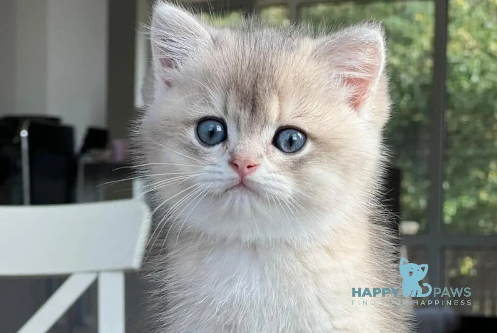 Martin British Shorthair male blue golden shaded live animals