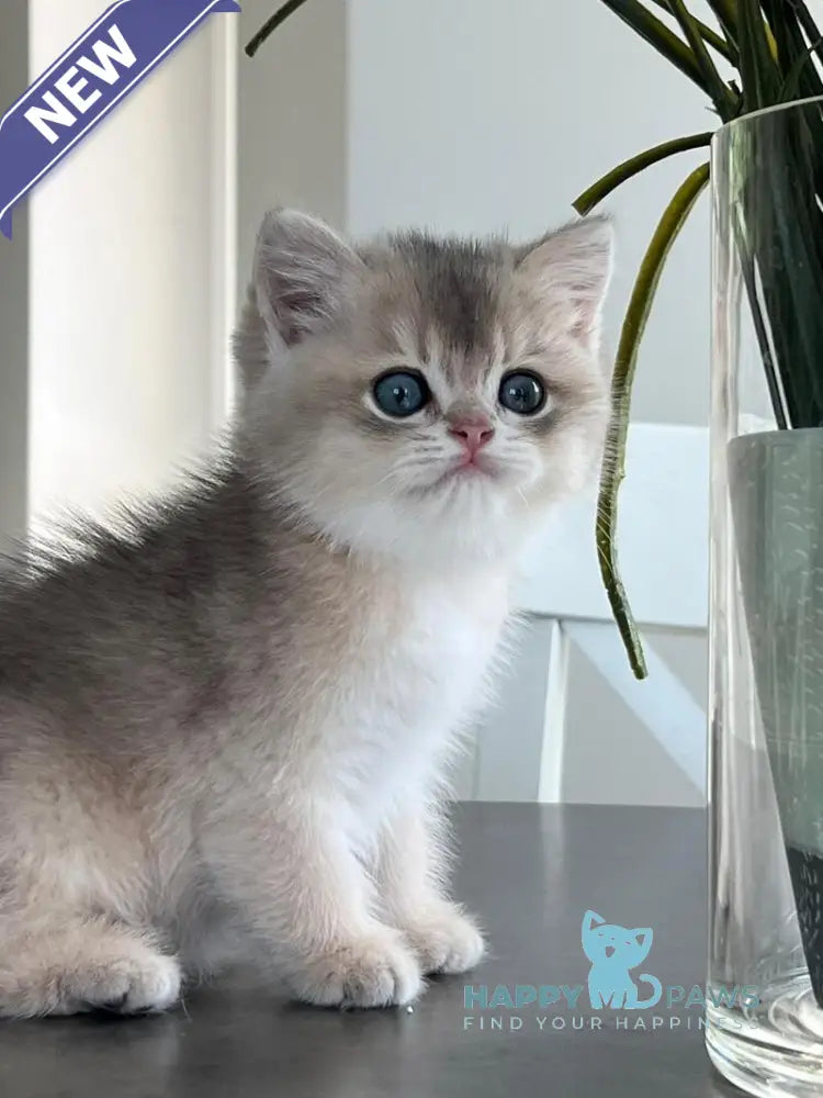 Martin British Shorthair male blue golden shaded live animals