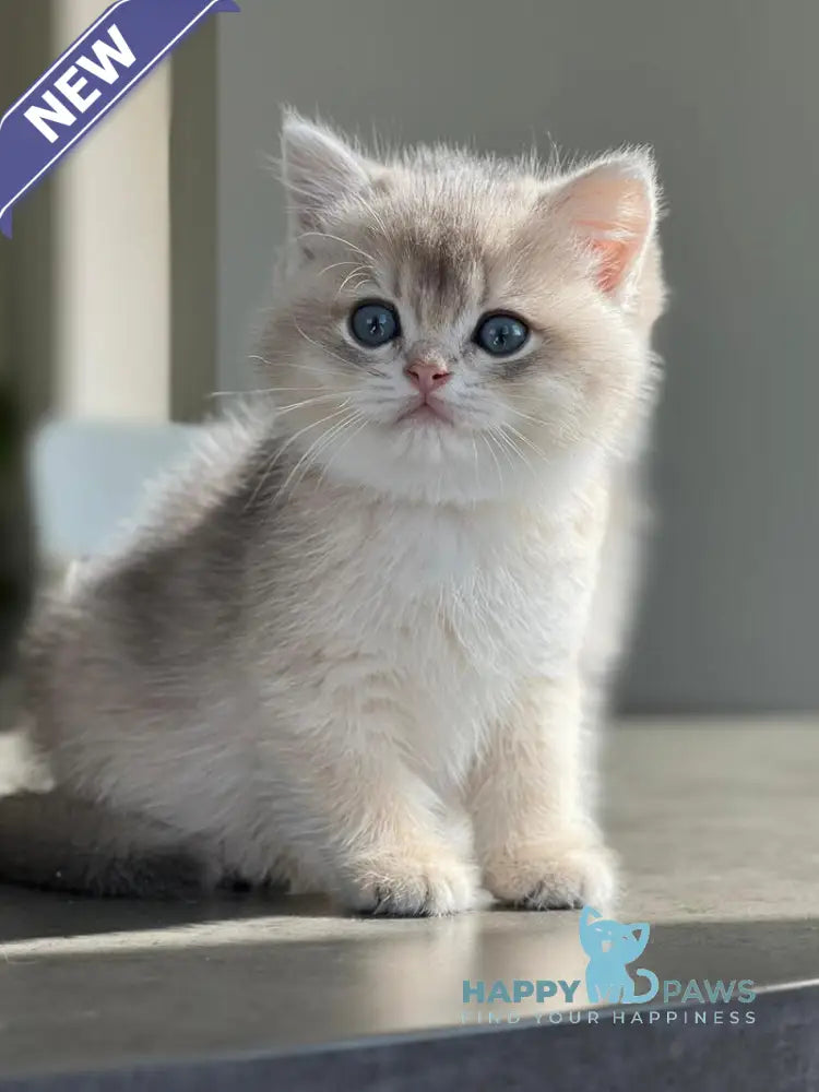 Martin British Shorthair male blue golden shaded live animals