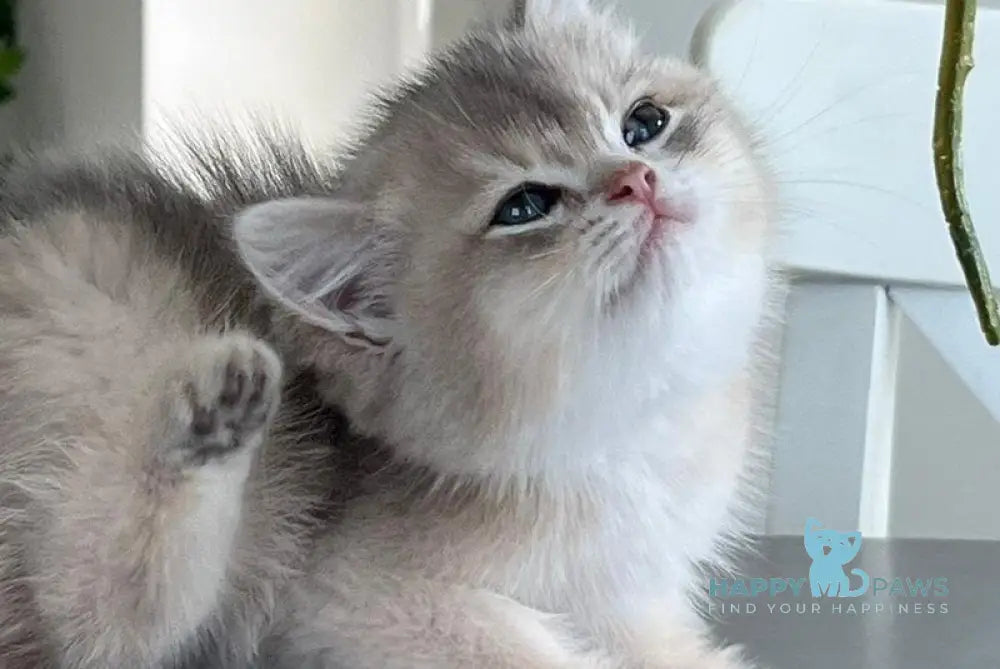 Martin British Shorthair male blue golden shaded live animals