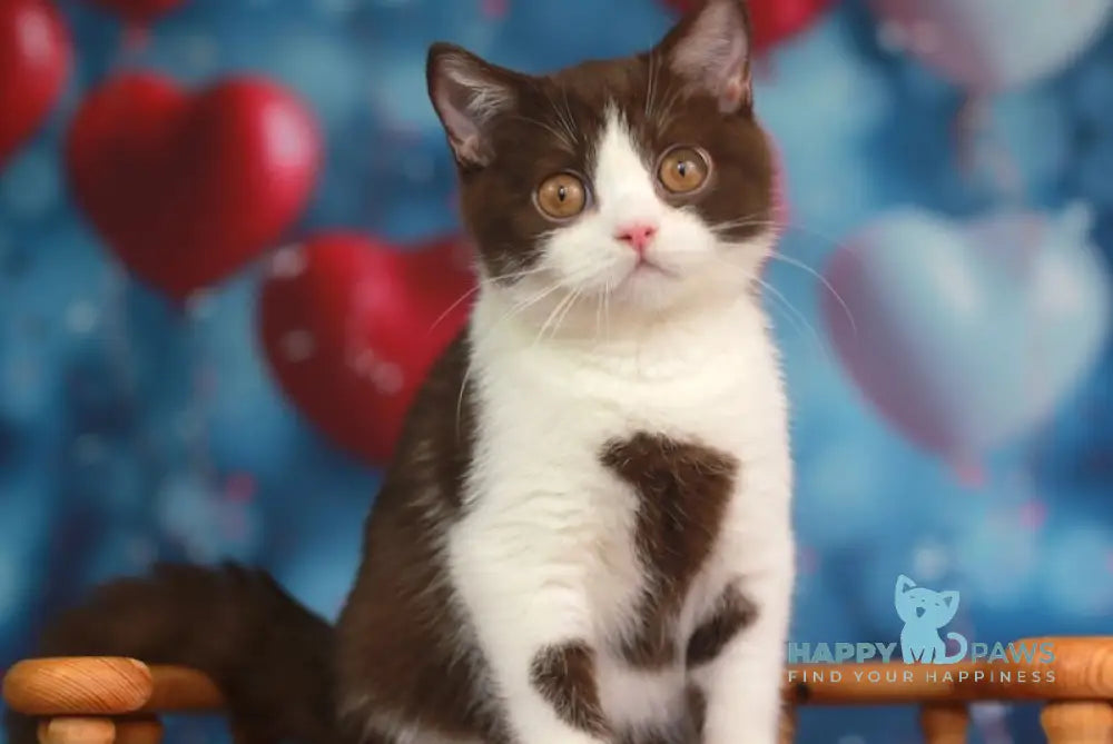 Martin British Shorthair male chocolate bicolour live animals