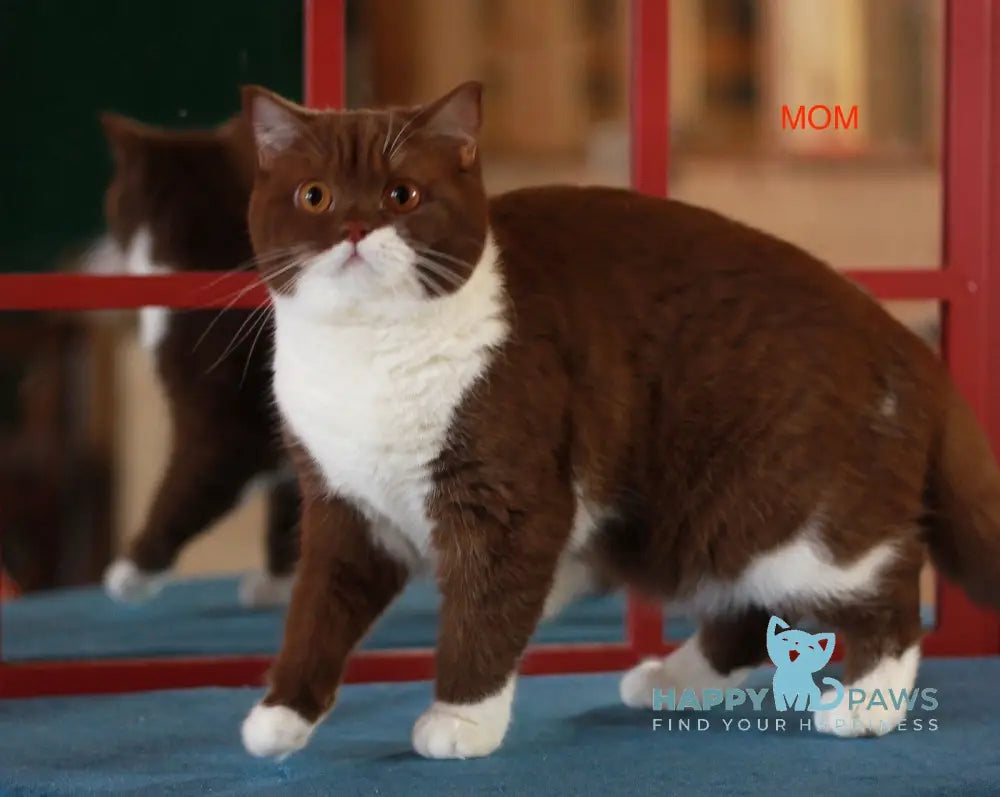 Martin British Shorthair male chocolate bicolour live animals