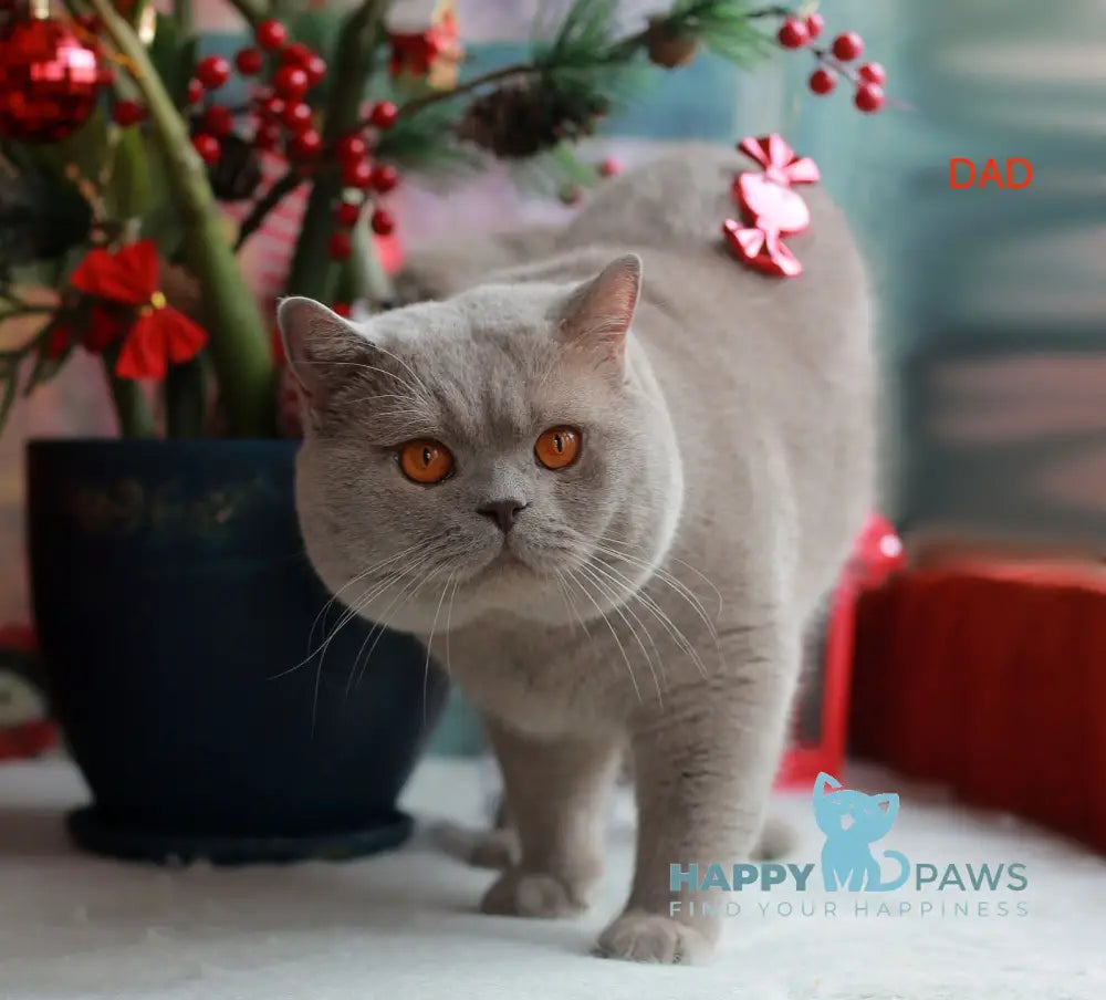 Martin British Shorthair male chocolate bicolour live animals