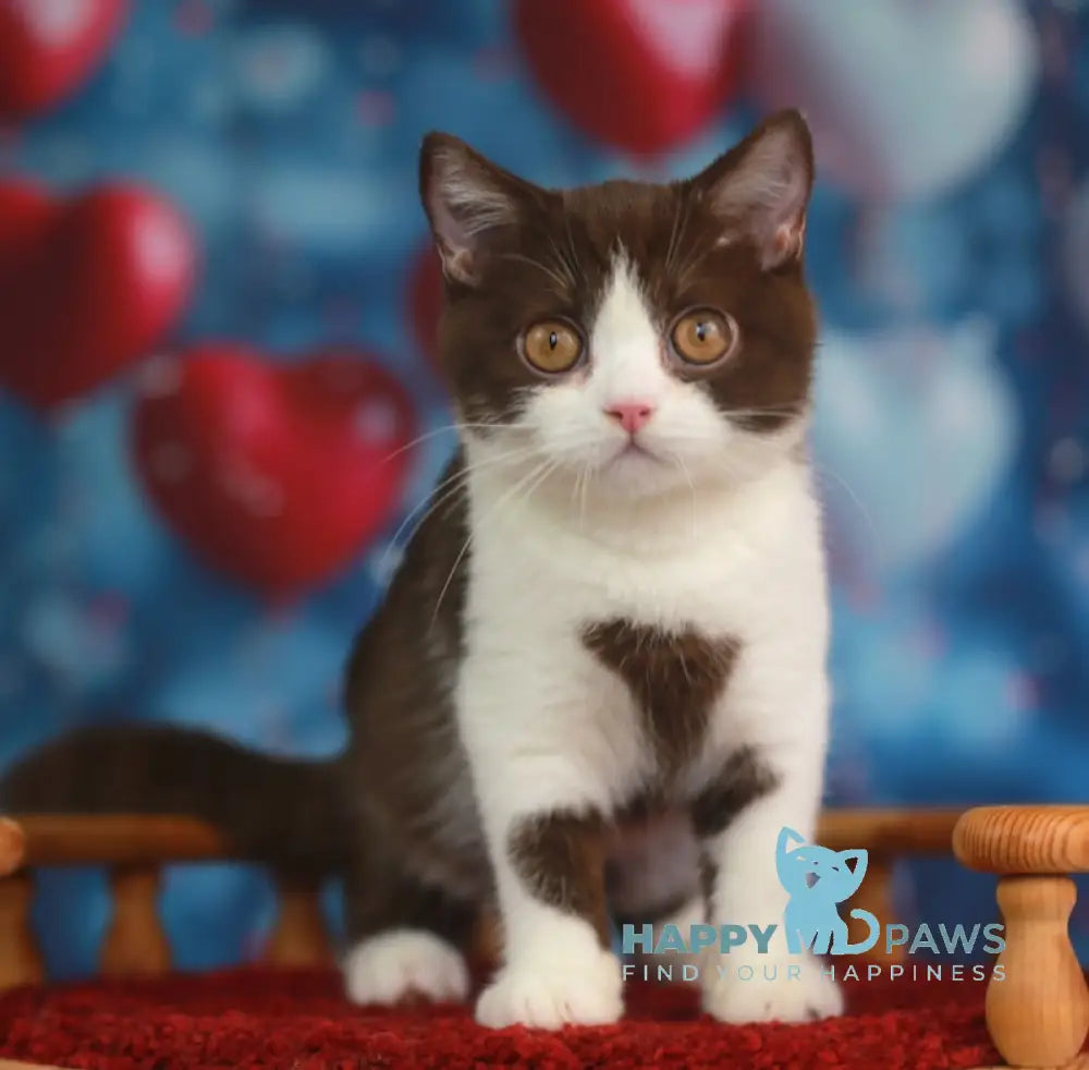 Martin British Shorthair male chocolate bicolour live animals