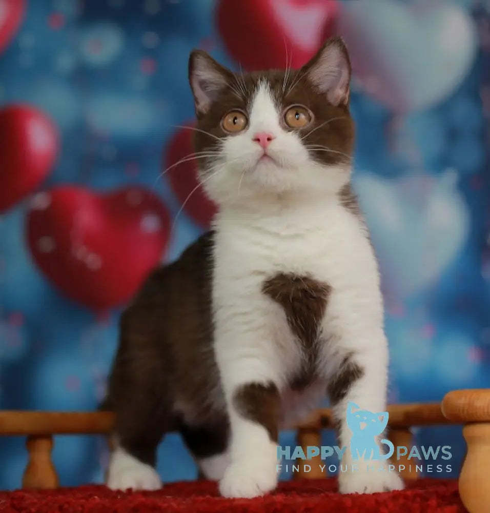 Martin British Shorthair male chocolate bicolour live animals