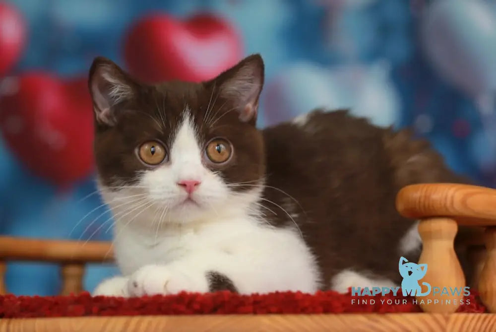 Martin British Shorthair male chocolate bicolour live animals