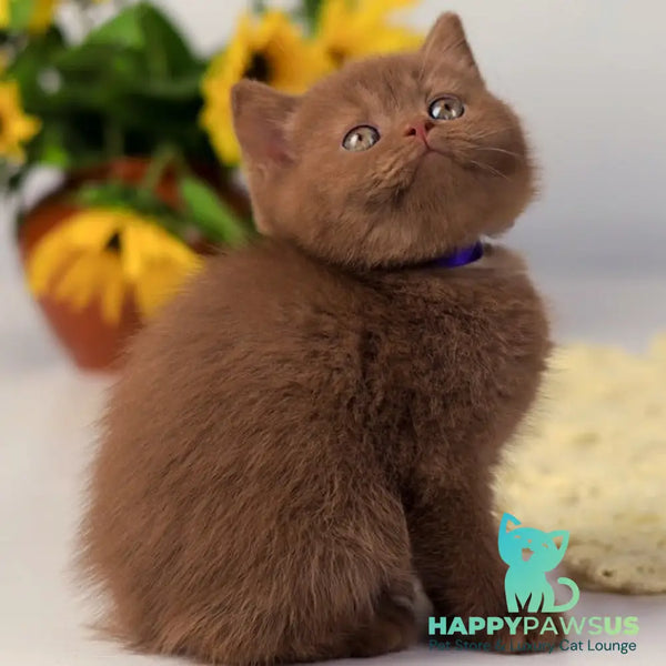 Martin British Shorthair male cinnamon - live animals