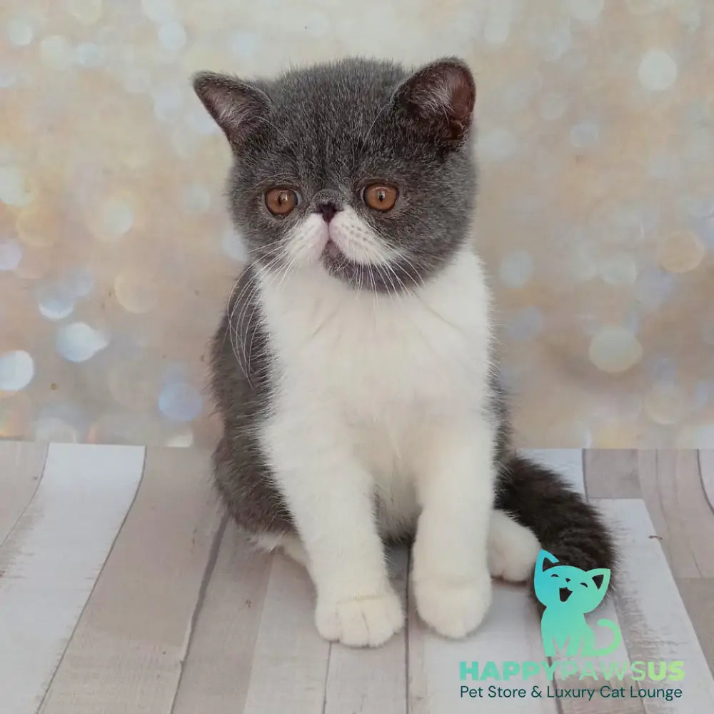 Martin Exotic male blue bicolour - live animals