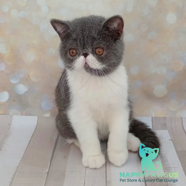 Martin Exotic male blue bicolour - live animals
