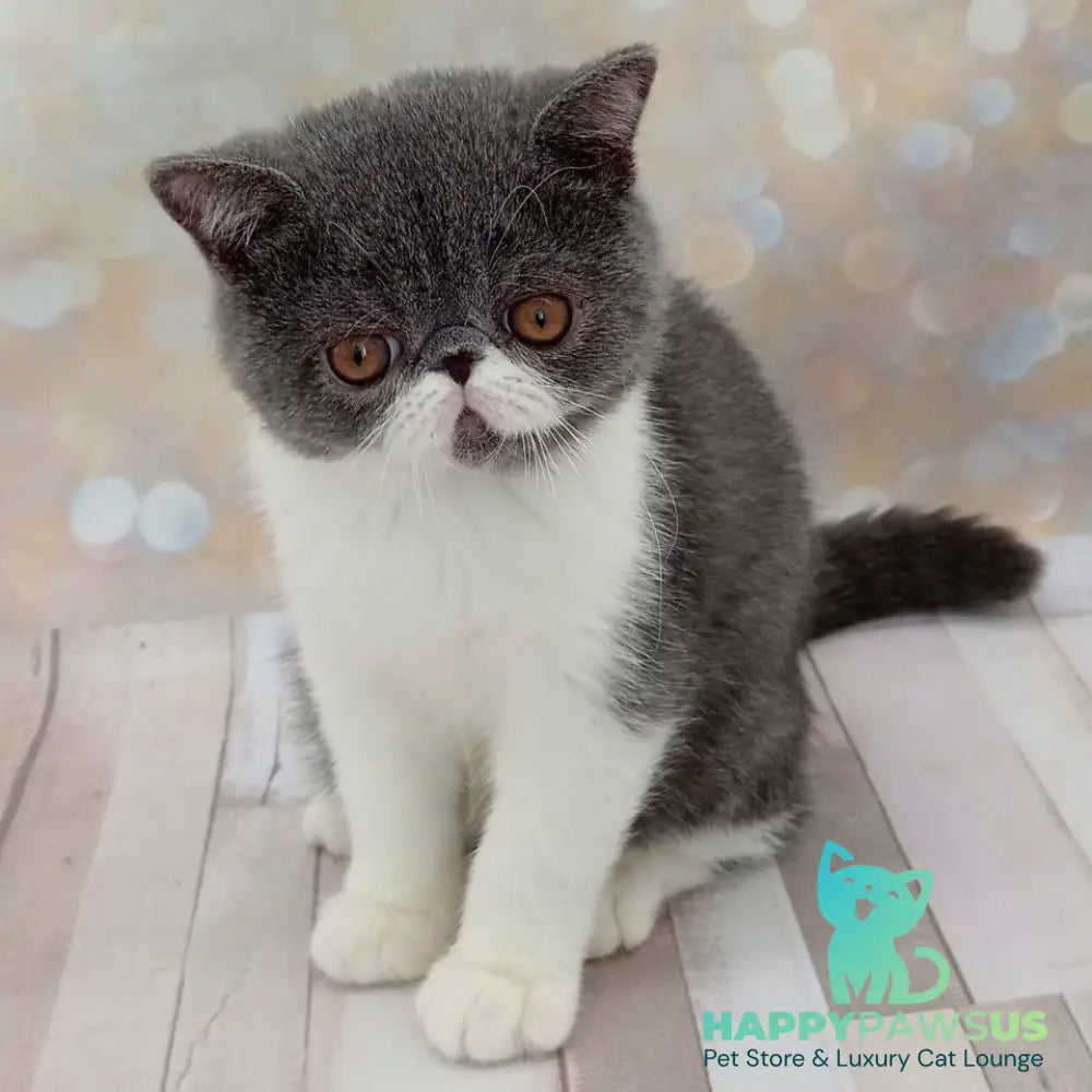 Martin Exotic male blue bicolour - live animals
