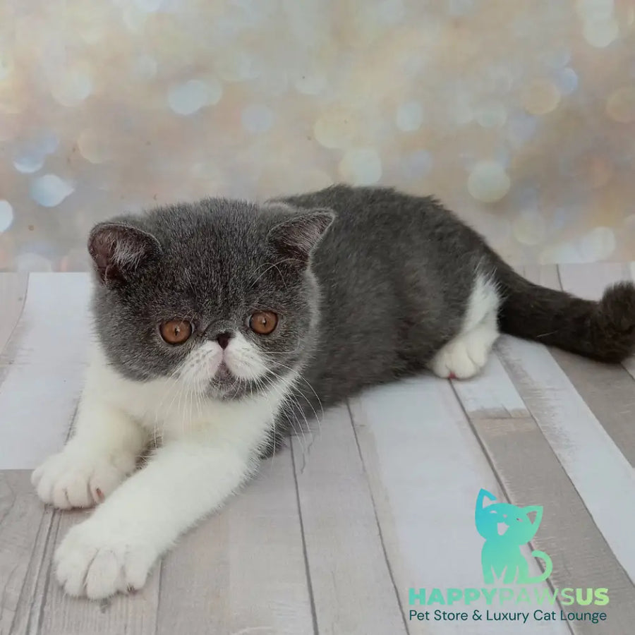 Martin Exotic male blue bicolour - live animals
