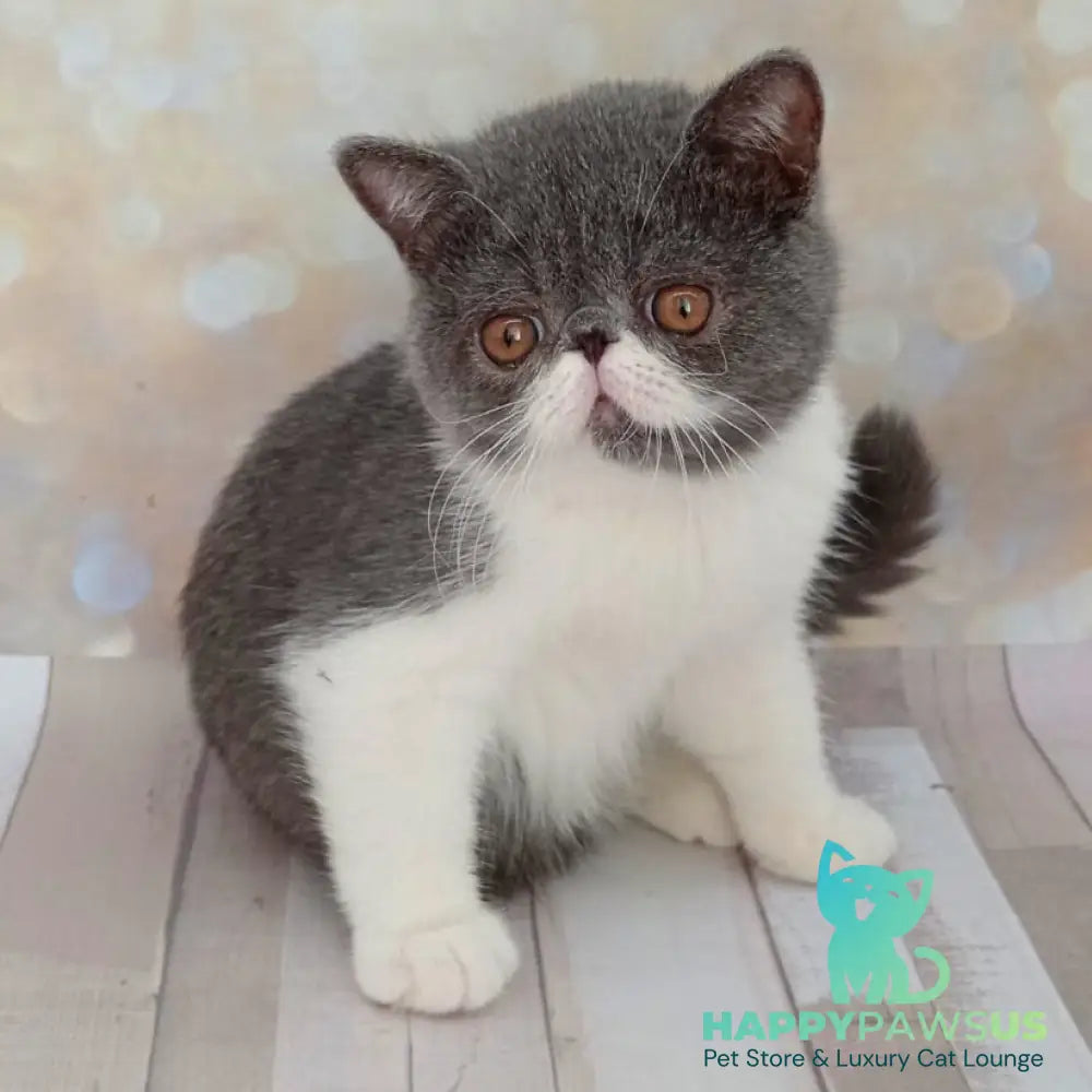 Martin Exotic male blue bicolour - live animals