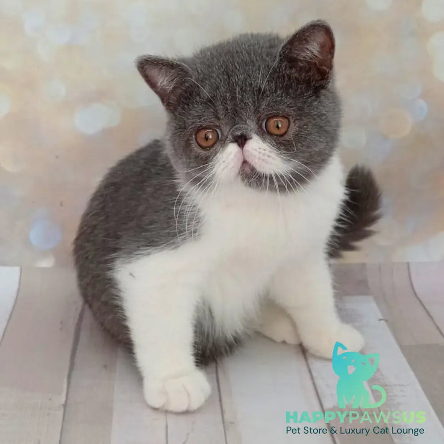 Martin Exotic male blue bicolour - live animals