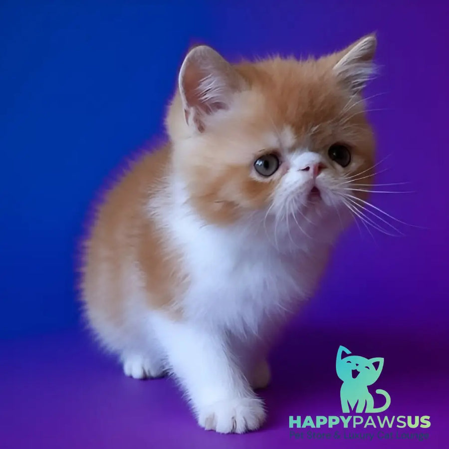 Martin Exotic male red bicolour - live animals