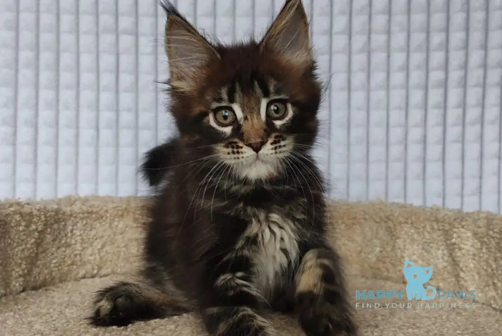 Martin Maine Coon male black tabby live animals