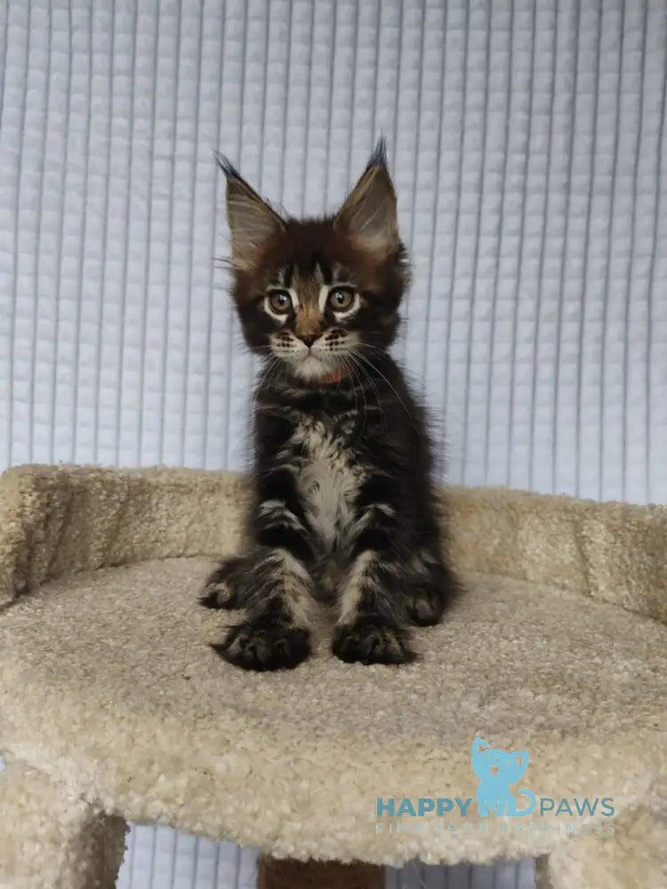 Martin Maine Coon male black tabby live animals