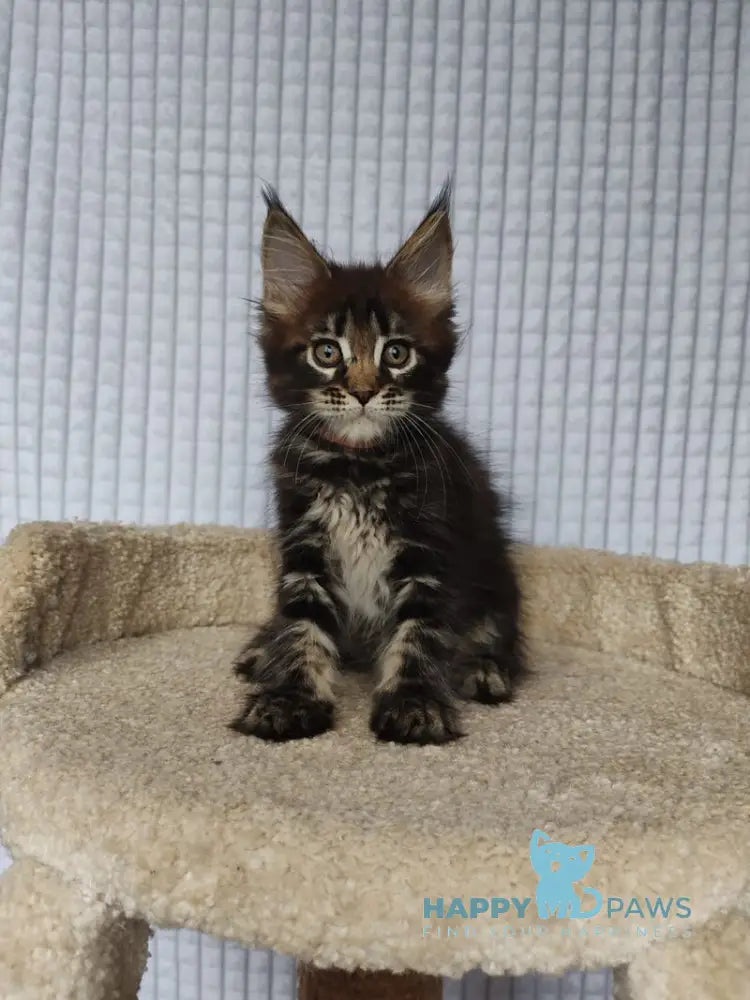 Martin Maine Coon male black tabby live animals