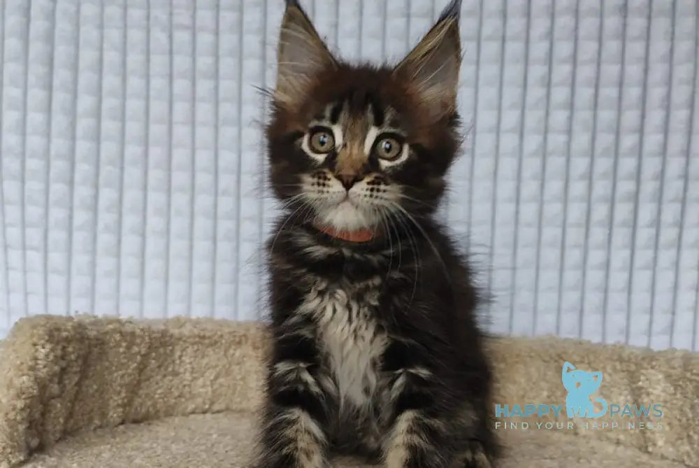 Martin Maine Coon male black tabby live animals