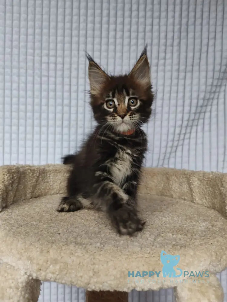 Martin Maine Coon male black tabby live animals