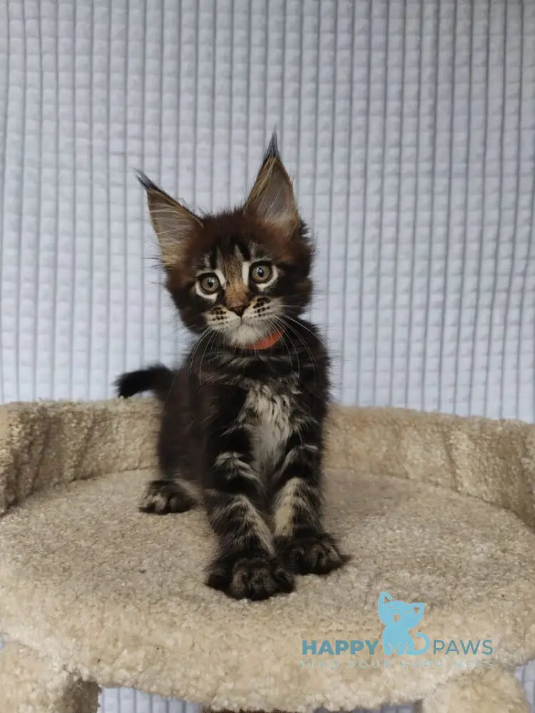 Martin Maine Coon male black tabby live animals